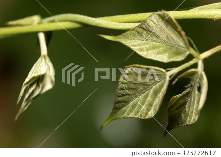 葛根葉 葛根葉 125272617
