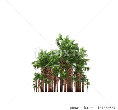 group of trees isolated on a transparent background, forest, sketch, outline illustration, cg render group of trees isolated on a transparent background, forest, sketch, outline illustration, cg render 125272675