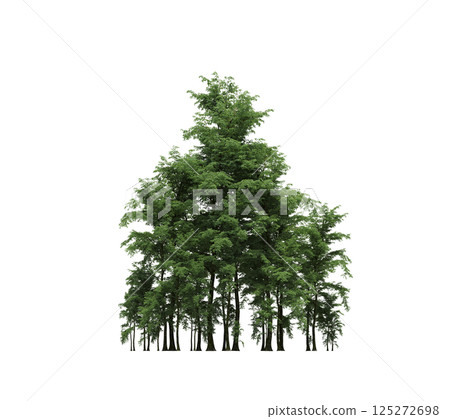 group of trees isolated on a transparent background, forest, sketch, outline illustration, cg render group of trees isolated on a transparent background, forest, sketch, outline illustration, cg render 125272698