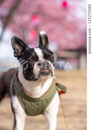 [春天] 鼻子上有櫻花花瓣的波士頓梗犬 [櫻花] 125272860