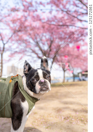 [春天] 鼻子上有櫻花花瓣的波士頓梗犬 [櫻花] 125272861