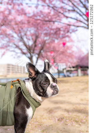 [Spring] Boston terrier with cherry blossom petals on its nose [Cherry Blossoms] 125272862