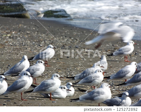 A black-headed gull standing tall at Kenmigahama Beach 125272892