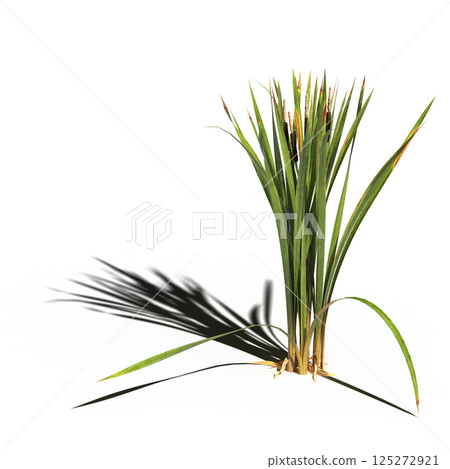 wild field grass, isolated on a transparent background, 3D illustration, cg render wild field grass, isolated on a transparent background, 3D illustration, cg render 125272921