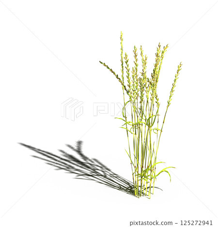 wild field grass, isolated on a transparent background, 3D illustration, cg render 125272941