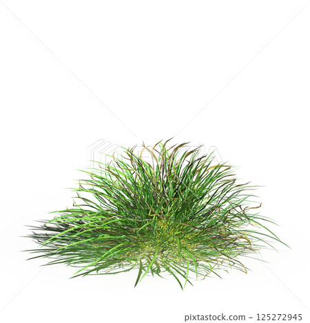 wild field grass, isolated on a transparent background, 3D illustration, cg render wild field grass, isolated on a transparent background, 3D illustration, cg render 125272945