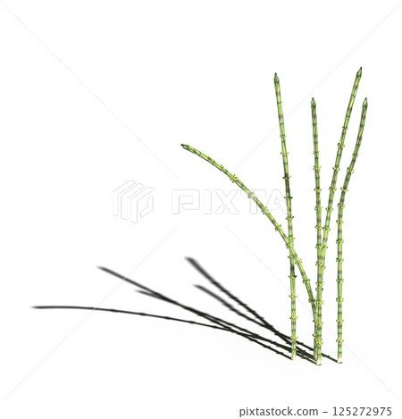 wild field grass, isolated on a transparent background, 3D illustration, cg render wild field grass, isolated on a transparent background, 3D illustration, cg render 125272975