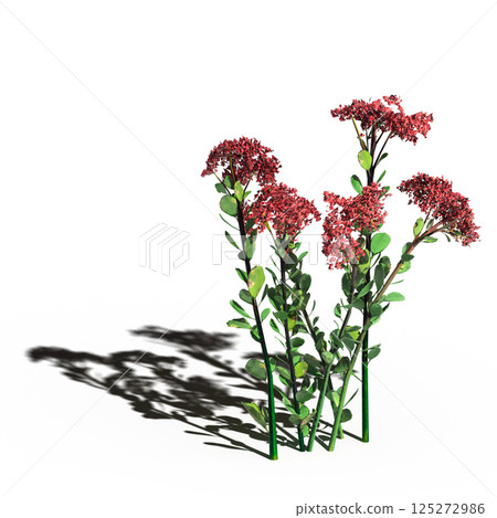 wild field grass, isolated on a transparent background, 3D illustration, cg render 125272986