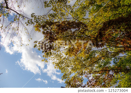 武士宅邸街的迷人景色 武士宅邸街的迷人景色 125273004