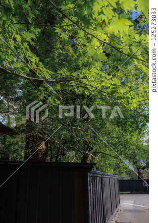 The atmospheric scenery of Samurai Residence Street 125273033