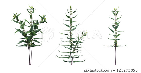 wild field grass, isolated on a transparent background, 3D illustration, cg render wild field grass, isolated on a transparent background, 3D illustration, cg render 125273053