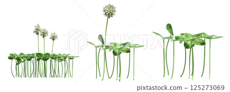 wild field grass, isolated on a transparent background, 3D illustration, cg render wild field grass, isolated on a transparent background, 3D illustration, cg render 125273069