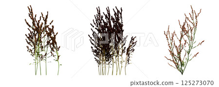 wild field grass, isolated on a transparent background, 3D illustration, cg render wild field grass, isolated on a transparent background, 3D illustration, cg render 125273070