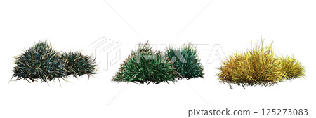 wild field grass, isolated on a transparent background, 3D illustration, cg render 125273083