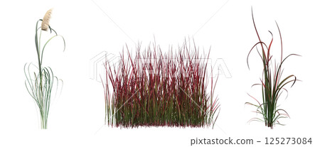 wild field grass, isolated on a transparent background, 3D illustration, cg render wild field grass, isolated on a transparent background, 3D illustration, cg render 125273084
