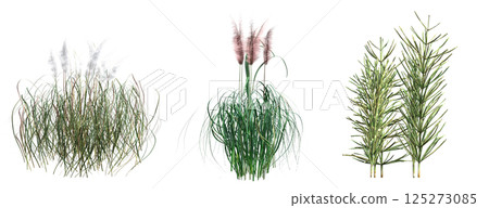 wild field grass, isolated on a transparent background, 3D illustration, cg render wild field grass, isolated on a transparent background, 3D illustration, cg render 125273085