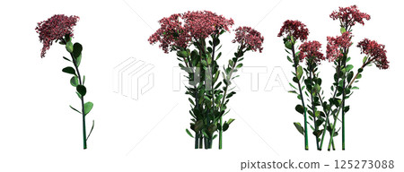 wild field grass, isolated on a transparent background, 3D illustration, cg render wild field grass, isolated on a transparent background, 3D illustration, cg render 125273088