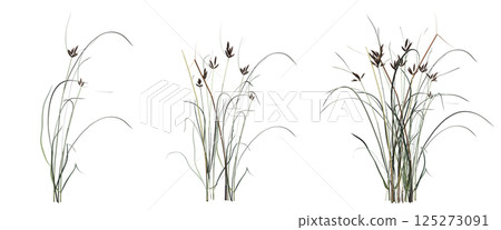 wild field grass, isolated on a transparent background, 3D illustration, cg render wild field grass, isolated on a transparent background, 3D illustration, cg render 125273091