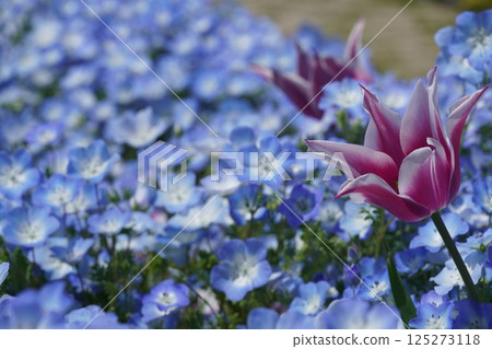 春天的花朵開始綻放 125273118