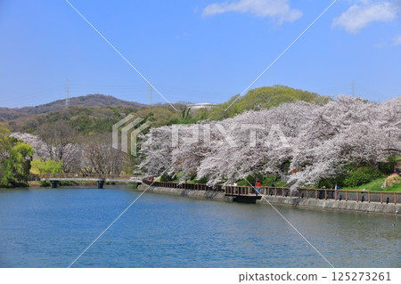 【岡山縣】晴天的坂津公園櫻花隧道 125273261