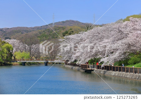 【岡山縣】晴天的坂津公園櫻花隧道 125273265