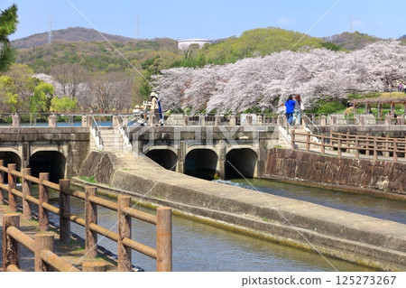 [Okayama Prefecture] Cherry blossoms in full bloom and Sakatsu Park Takahashi River East-West Water Intake and Distribution Facility 125273267