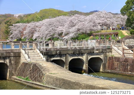 【岡山縣】櫻花盛開的坂津公園高梁川東西取水配水設施 125273271