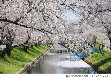 大口町櫻花節 五條川櫻花線 125273771