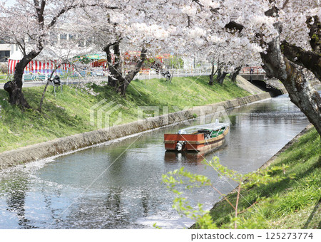 Oguchicho Cherry Blossom Festival Gojo River Cherry Blossom Line 125273774