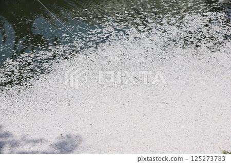 大口町櫻花節 五條川櫻花線 大口町櫻花節 五條川櫻花線 125273783