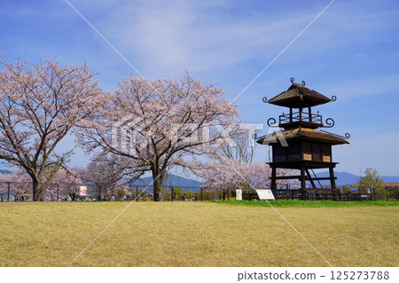 櫻花盛開之日的唐子鍵遺址 125273788