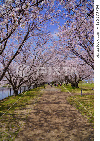 櫻花盛開之日的唐子鍵遺址 125273794