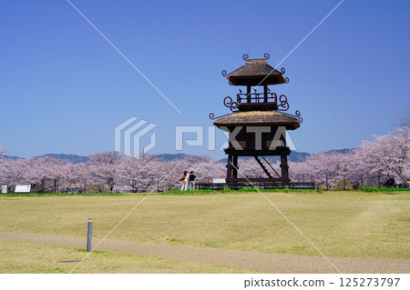 Karako-Kagi ruins on a day when cherry blossoms are in full bloom 125273797