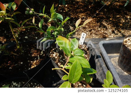 blueberry cuttings 125274105