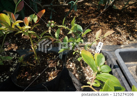 blueberry cuttings blueberry cuttings 125274106