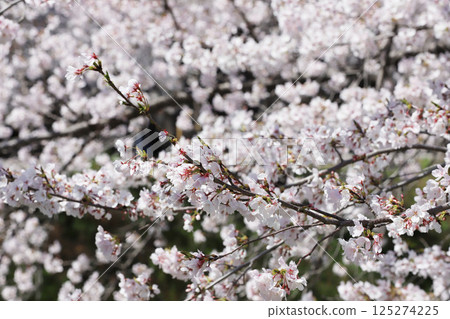 Cherry blossoms, Iwakura City, Cherry Blossom Festival, Gojo River, Aichi Prefecture 125274225