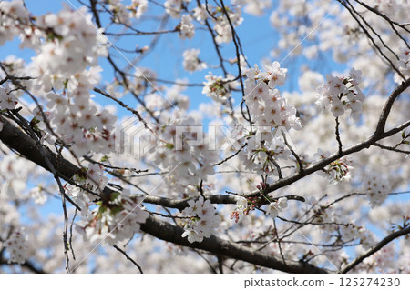 櫻花，岩倉市，櫻花節，五條川，愛知縣 125274230