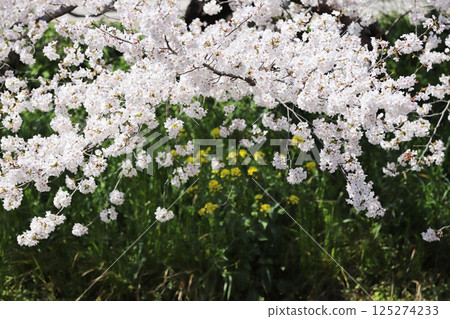 櫻花，岩倉市，櫻花節，五條川，愛知縣 125274233