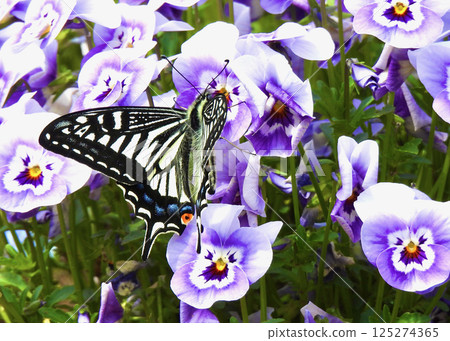 燕尾蝶和紫羅蘭 125274365