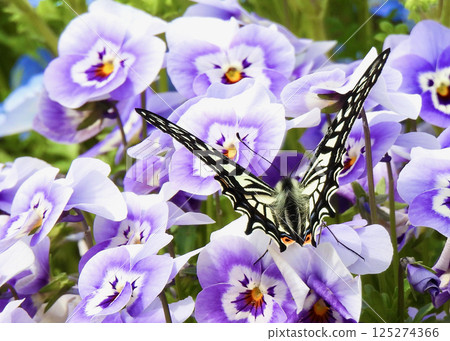 燕尾蝶和紫羅蘭 燕尾蝶和紫羅蘭 125274366