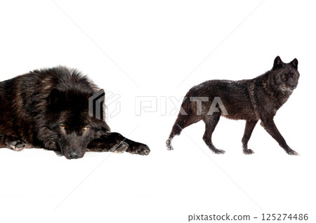 canadian wolf isolated on white background canadian wolf isolated on white background 125274486