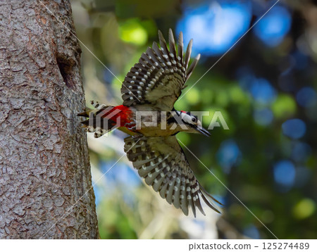 woodpecker flying from a nest in the forest woodpecker flying from a nest in the forest 125274489