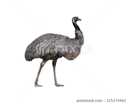 emu ostrich isolated on white background 125274491