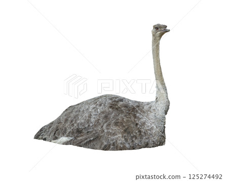 lying African ostrich isolated on white background 125274492