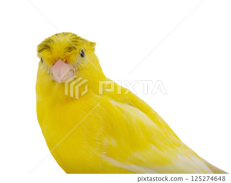 portrait canary isolated on white background portrait canary isolated on white background 125274648
