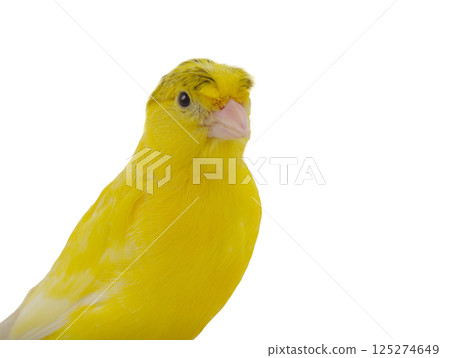 portrait canary isolated on white background 125274649