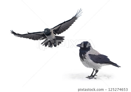 gray crow isolated on white background gray crow isolated on white background 125274653