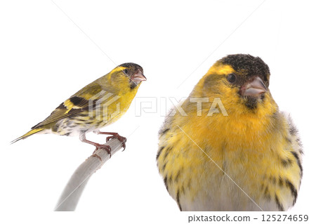 male siskin isolated on a white background 125274659