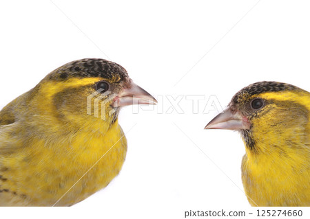 two male siskin two male siskin 125274660