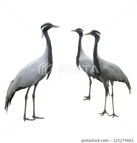 cranes isolated on a white background cranes isolated on a white background 125274661